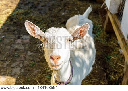 Cute Free Range Goatling On Organic Natural Eco Animal Farm Freely Grazing In Yard On Ranch Backgrou