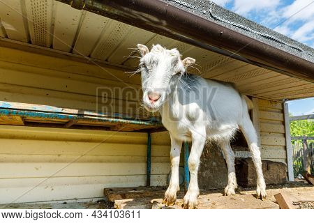 Cute Free Range Goatling On Organic Natural Eco Animal Farm Freely Grazing In Yard On Ranch Backgrou