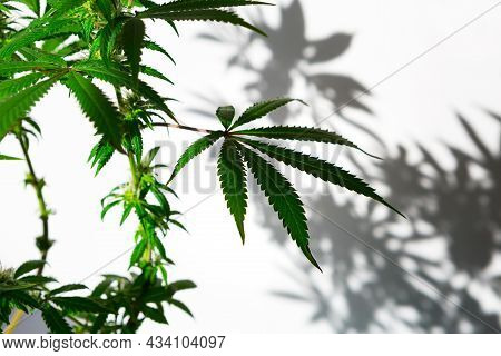 A Cannabis Bush In Bright Light With A White Background With A Shadow. Medicinal Marijuana Leaves Of