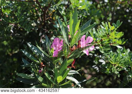 Flower Of Oleander Or Nerium (nerium Oleander), Greece, Halkidiki