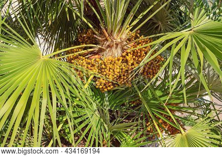 Fruit Of Chamaerops Humilis ( European Fan Palm Or The Mediterranean Dwarf Palm ) On Sunny Autumn Da