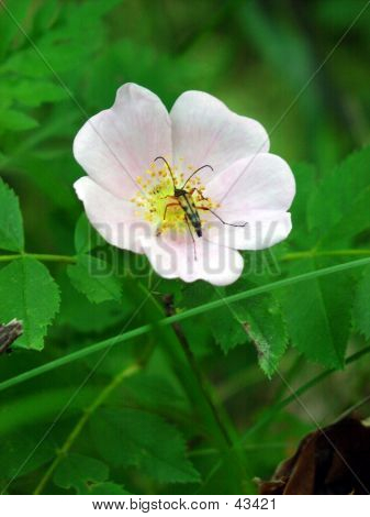 Bug On Wild Rose