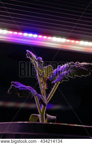 A Small Sprout In A Pot Under The Light Of A Phytolamp. Close-up.