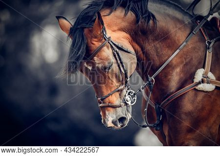 Portrait Of A Sports Horse In The Bridle In The Arena. Horse Muzzle Close Up. Portrait Stallion In T
