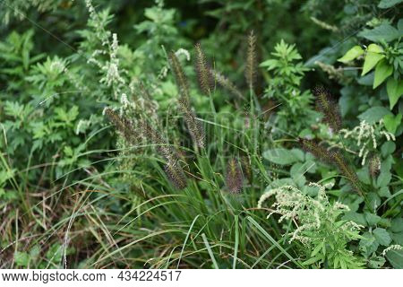 Dwarf Fountain Grass Spikes. Poaceae Perennial Grass. It Is A Weed Often Seen On The Roadside And Fe