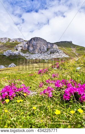 Macetul Turcesc In Bucegi Mountains In Romania