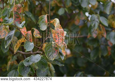 Autumn Leaves Of Persimmon. Ebenaceae Deciduous Fruit Trees.