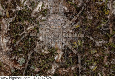 Adult Longspinneret Spider