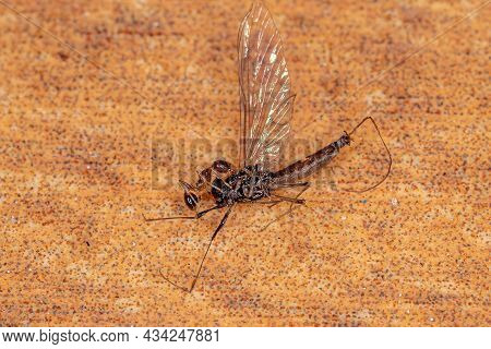 Small Worker Ant Carrying A Large Adult Mayfly
