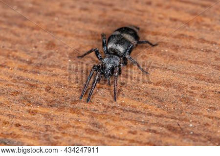 Adult Ground Spider Of The Genus Latonigena