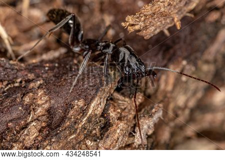 Adult Trap-jaw Ant Of The Genus Odontomachus