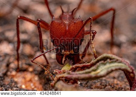 Atta Leaf-cutter Ant Of The Genus Atta