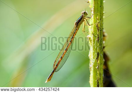 Macro Shot Of Sympecma Fusca, The Common Winter Damselfly Perching On A Straw And Resting. Shallow D