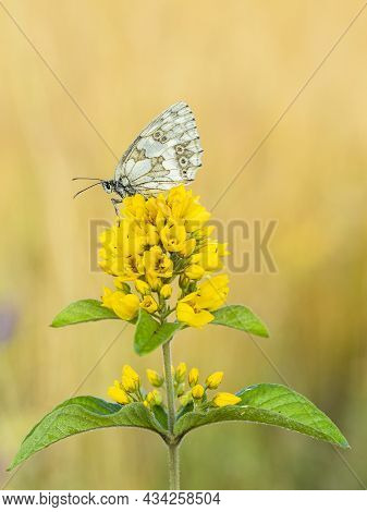 Beautiful Nature Scene With Butterfly Marbled White (melanargia Galathea). Macro Shot Of Butterfly M