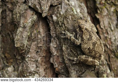 Gray Tree Frog Hyla Chrysoscelis On Pine Tree In East Texas