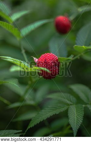Tibetan Strawberry-raspberry, Berry. Roseleaf  Rubus Rosifolius. Close Up On Background Of Leaves