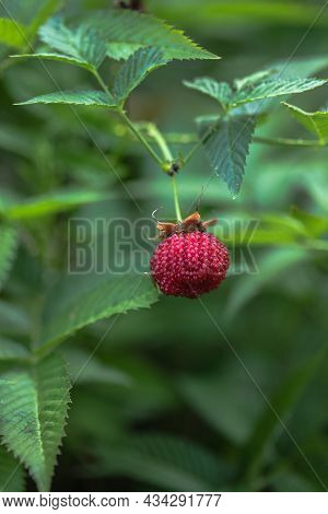 Tibetan Strawberry-raspberry, Berry. Roseleaf  Rubus Rosifolius. Close Up On Background Of Leaves