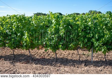 Winemaking In  Department Var In  Provence-alpes-cote D'azur Region Of Southeastern France, Vineyard