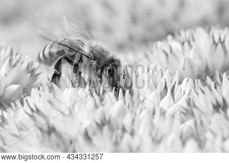 Black And White Image Of A Honey Bee Collecting Pollen On Hylotelephium 'herbstfreude'