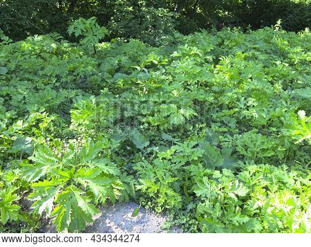Poisonous Weed Borschevik Sosnovsky (heracleum) Grows In The Spring In The Moscow Region