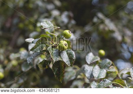 Wild Pear With Infected Leaves. Disease On The Leaves Of A Pear. Septoria Pear - Small Gray Spots Wi