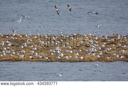 Big Colony Of Black-headed Gulls (chroicocephalus Ridibundus) In Early Spring Sits On Their Nests On