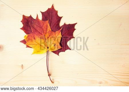 Multocolored Maple Leaves On Wooden Background. Autumn Leaf With Copy Space.