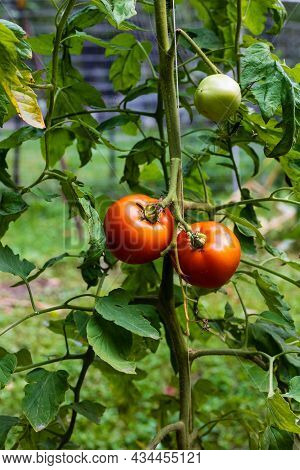 Tomatoes (solanum Lycopersicum) Growing Vertical On A String Trellis In A Garden During Summer. Sele