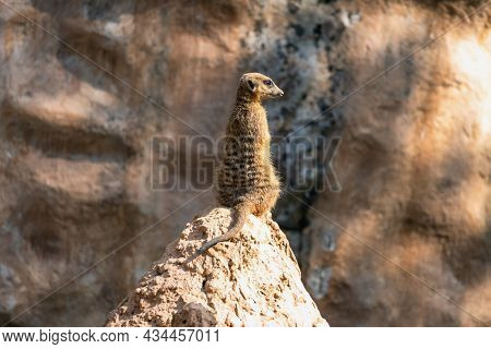 Close-up Portrait Of Surikata Standin On Top Of A Rock.