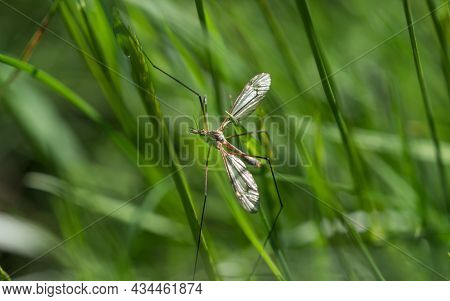 A Nasty Mosquito Closeup At Spring In Saarland