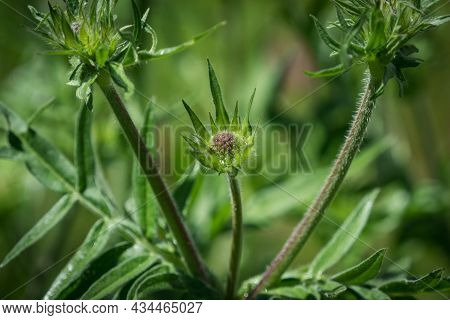 A Arable Widow Flower Closeup At Spring With Beautiful Bokeh