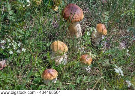 Boletus Edulis Edible Mushrooms In The Forest. Healthy And Delicates Food.