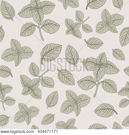 Basil Plant And Leaves Seamless Vector Pattern Herbs Drawing