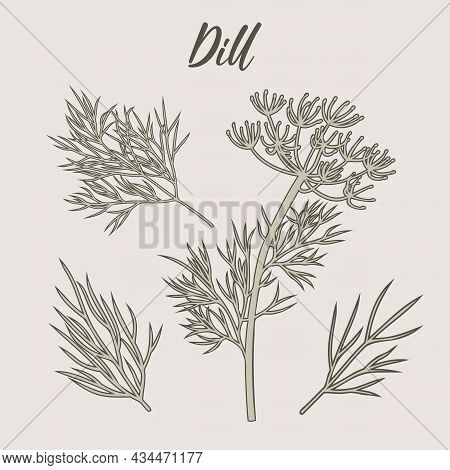 Dill Plant And Leaves Hand-drawn Illustration Herbs Drawing