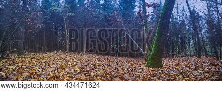 Wide Format Of Dramatic Scene Landscape In The Autumn Forest