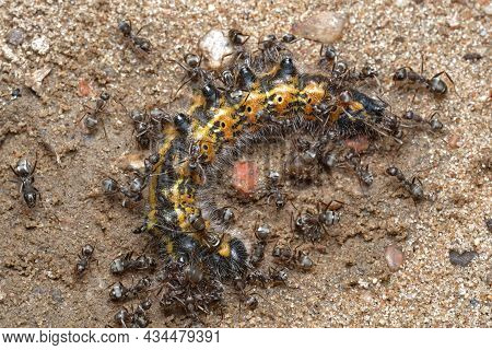 The Struggle Of Animals In The Microcosm, The Attack Of Red Forest Ants On Another Large Insect, A C