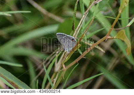 Blue And Grey Orcus Checkered Skipper Butterfly
