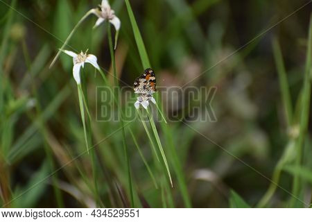 Phyciodes Phaon, The Phaon Crescent Or Mat Plant Crescent