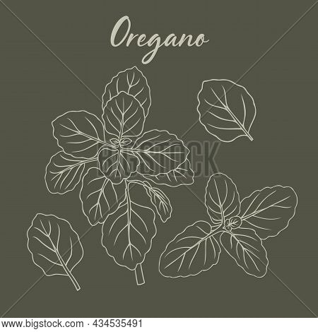 Oregano Plant And Leaves Hand-drawn Illustration Herbs Drawing