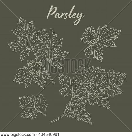 Parsley Hand-drawn Vector Illustration Herbs Drawing On Dark-green Background