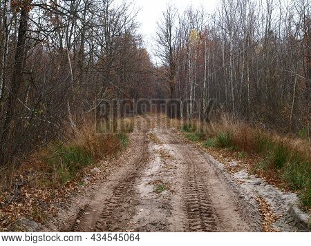 Dull, Bleak And Deserted Forest In Late Autumn. Fall Forest Road With Bare Trees And Fallen Foliage 