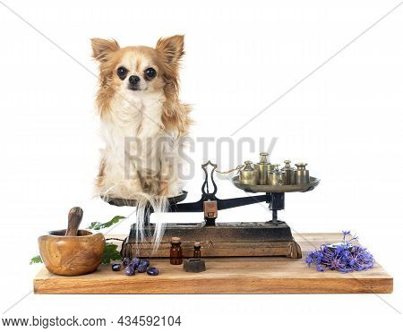 Chihuahua On A Roberval Balance In Front Of White Background