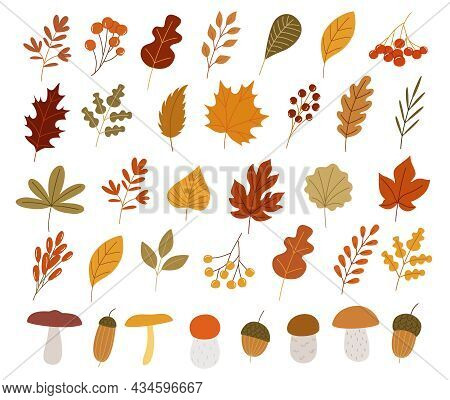 Colorful Autumn Set Of Leaves, Mushrooms And Acorns. Vector Illustration Clipart