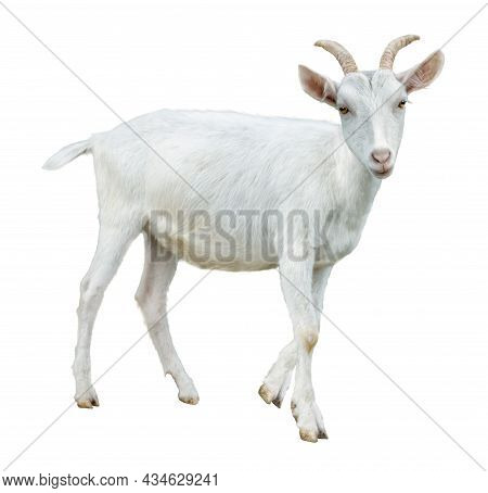 White Little Goat Isolated. Goat On White Background.