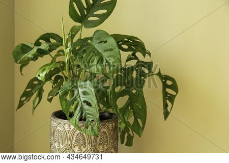Monstera Swiss Cheese Plant Or Monstera Monkey Mask In Flower Pot. Nice Tropical Monstera Swiss Chee