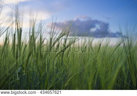 Green Barley Ears Full Of Grains At Cereal Field Over Cloudy Sunset Sky. Low Angle View