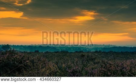 Early Morning Mist Over A Dutch Moorland Landscape Heather Field At Sunrise. Early Morning Picturesq
