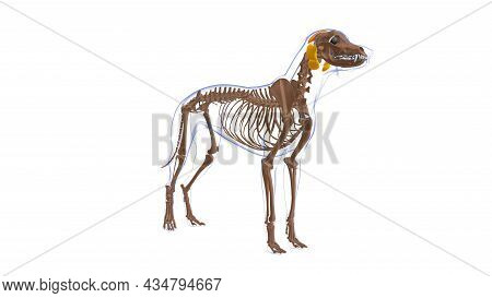 Occipitalis Muscle Dog Muscle Anatomy For Medical Concept 3d Illustration
