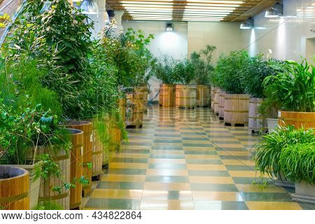 Large, Spacious, Bright Greenhouse With Rows Of Plants In Wooden Pots. Full Spectrum Lamps Provide G