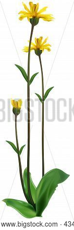 Leopards Bane (arnica Montana) - Colored Illustration, Vector
